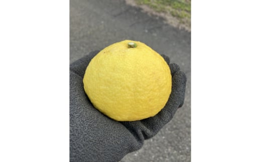 愛媛県八幡浜市産 はるか5kg(梱包込)<C85-4>【1567152】愛媛県八幡浜市10000果物・フルーツみかん・柑橘類