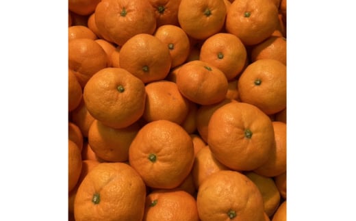 ƒp񂿂̓승20 10kgC84-8y1552439zQls14000ʕEt[c݂Ek