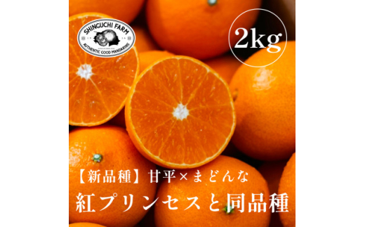 《新品種》「甘平×まどんな」 愛果48号〈紅プリンセスと同品種〉<2kg><家庭用><C70-62>【1602935】愛媛県八幡浜市15000果物・フルーツみかん・柑橘類