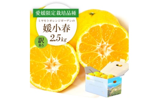 <2026年1月より順次発送>希少柑橘 媛小春(ひめこはる) 2.5kg<訳あり><D25-183>【1608026】愛媛県八幡浜市15000果物・フルーツみかん・柑橘類