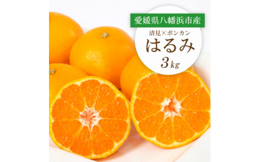 <2026年2月より順次発送>愛媛県八幡浜市産 はるみ3kg<C25-208>【1612537】愛媛県八幡浜市10000果物・フルーツみかん・柑橘類
