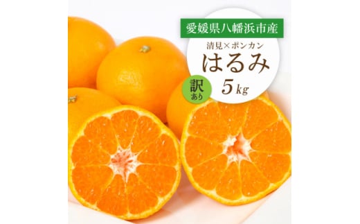 <2026年2月より順次発送>愛媛県八幡浜市産 はるみ5kg<訳あり><C25-209>【1612666】愛媛県八幡浜市10000果物・フルーツみかん・柑橘類