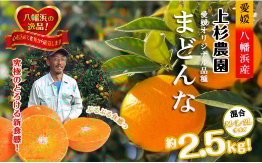 こんな柑橘はじめて!!上杉農園のぷるぷる新食感!!「まどんな」約2.5kg<D39-67>【1619931】愛媛県八幡浜市15000果物・フルーツみかん・柑橘類