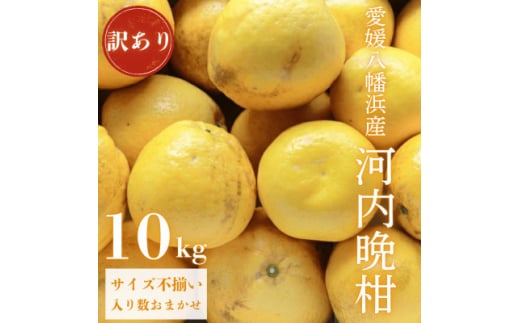 《果汁たっぷりジューシー》産地直送 愛媛八幡浜産 訳あり 河内晩柑10kg<D20-72>【1621456】愛媛県八幡浜市19000果物・フルーツみかん・柑橘類