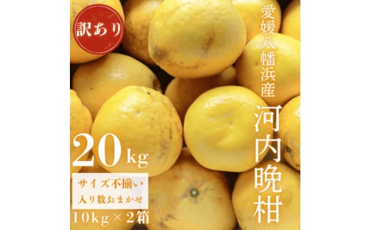 《果汁たっぷりジューシー》産地直送 愛媛八幡浜産 訳あり 河内晩柑20kg<G20-79>【1621480】愛媛県八幡浜市32000果物・フルーツみかん・柑橘類