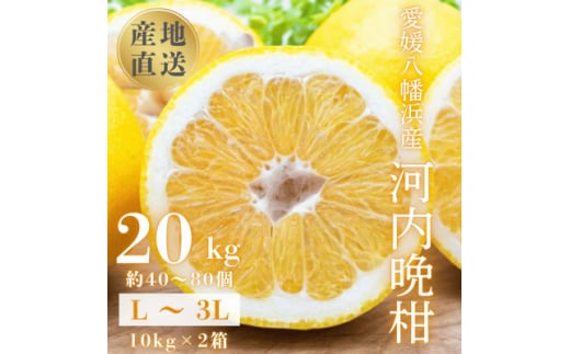 《果汁たっぷりジューシー》産地直送 愛媛八幡浜産 河内晩柑20kg<H20-81>【1621533】愛媛県八幡浜市57000果物・フルーツみかん・柑橘類