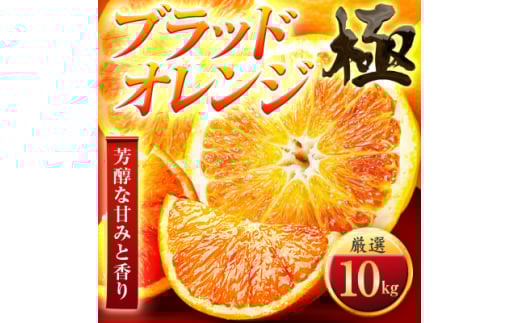 <太陽をたっぷり浴びた>ブラッドオレンジ(タロッコ)<極>10kg<H49-89>【1621801】愛媛県八幡浜市40000果物・フルーツみかん・柑橘類