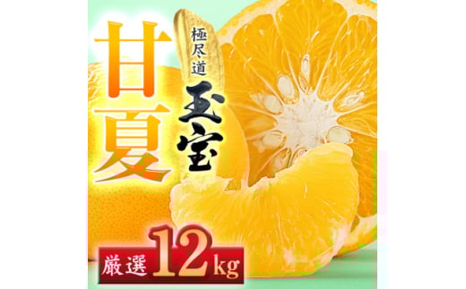 <愛媛名産>玉宝甘夏 12kg<F64-75>【1621820】愛媛県八幡浜市25000果物・フルーツみかん・柑橘類