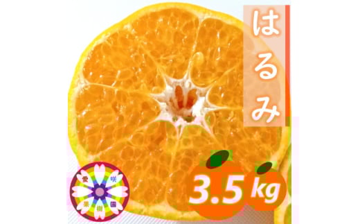 愛咲果樹園「はるみ」約3.5kg<C71-29>【1619092】愛媛県八幡浜市10000果物・フルーツみかん・柑橘類