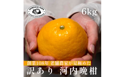 <老舗農家が見極めた>訳あり 河内晩柑 6kg 愛媛フルーツ旬の柑橘<C70-83>【1625557】愛媛県八幡浜市13000果物・フルーツみかん・柑橘類