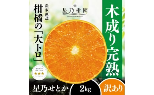 <訳あり>星乃せとか 柑橘の大トロ(2kg)<C45-92>_ 訳アリ わけあり ワケアリミカン みかん せとか フルーツ 果物 果実 くだもの 家庭用 人気 甘い ジューシー 柑橘 かんきつ 不揃い 規格外