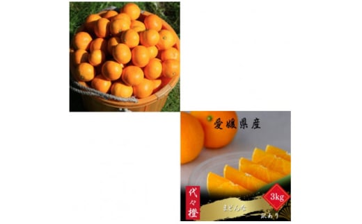 <発送月固定定期便><訳あり>みかん まどんな<E83-49>全2回【4068837】愛媛県八幡浜市23000果物・フルーツみかん・柑橘類
