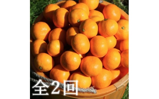 <発送月固定定期便>代々橙みかん5kg(家庭用・サイズ混合)<E83-50>全2回【4068839】愛媛県八幡浜市20000果物・フルーツみかん・柑橘類