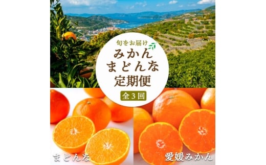 <2週間毎定期便>大玉みかん×愛媛みかん×まどんな <H25-290>全3回【4071364】愛媛県八幡浜市43000果物・フルーツみかん・柑橘類