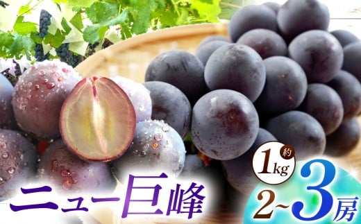 【数量限定】宮内果樹観光園のニュー巨峰 約1kg ぶどう 2〜3房 | フルーツ 果物 くだもの ブドウ 葡萄 巨峰 ニュー巨峰 産地直送 大分県 中津市大分県中津市11000果物・フルーツマスカット・