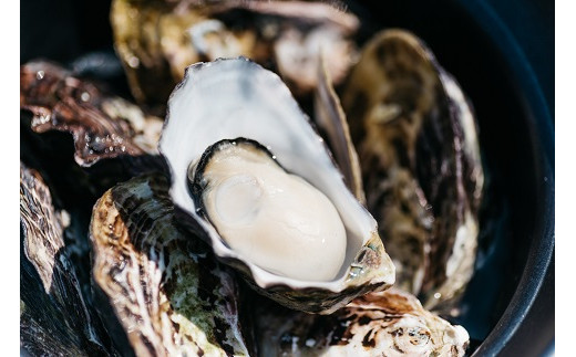 【期間・数量限定】【CAS凍結】ひがた美人殻付き30粒 | 生食可 ブランド牡蠣 殻付き かき カキ 牡蠣 海鮮 貝 カキフライ 牡蠣のグラタン 大分県 中津市大分県中津市15000魚介・海産物貝類