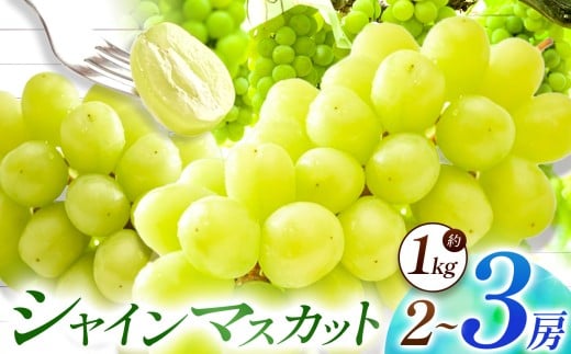 【数量限定】宮内果樹観光園のシャインマスカット 約1kg 2房前後 | フルーツ 果物 くだもの ぶどう ブドウ 葡萄 シャインマスカット マスカット 産地直送 大分県 中津市大分県中津市13000果物