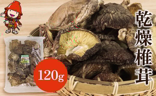 乾燥椎茸 120g | きのこ キノコ しいたけ シイタケ 椎茸 原木栽培 乾しいたけ 干し椎茸 干ししいたけ 乾燥しいたけ 干しシイタケ 大分県産 九州産 国産 大分県 中津市大分県中津市7000野菜・き