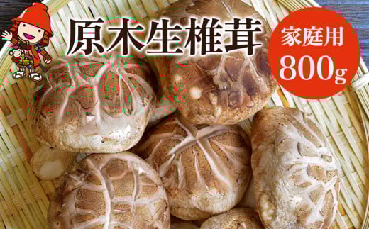 ؐő ƒp 800g | ̂ LmR  VC^P ő  VC^P ő  ؍͔|  啪Y BY Y 啪 Îs啪Îs10000؁Ê̂