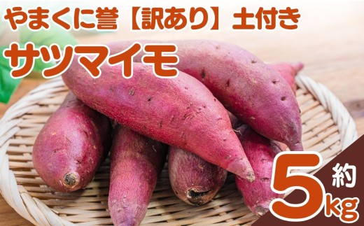 やまくに誉サツマイモ【訳あり】土付き 5kg | さつまいも サツマイモ 芋 お芋 5キロ 訳あり 家庭用 九州産 国産 九州 大分県 中津市大分県中津市14000野菜・きのこじゃがいも・イモ類