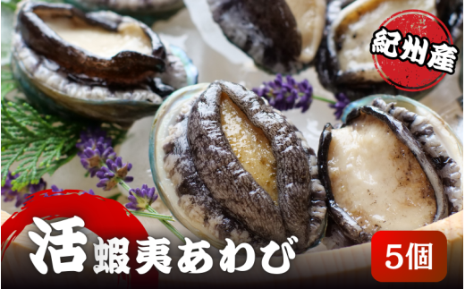 やわコリ食感紀州の蝦夷アワビ 【5個入】 ※北海道・沖縄・離島への配送不可 / 鮑 アワビ あわび 人気 活アワビ 冷蔵【yas002】和歌山県紀美野町14000魚介・海産物貝類