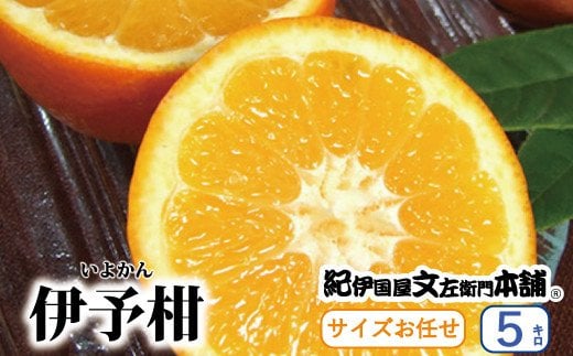 伊予柑(いよかん) 約5kg / サイズおまかせ ※2026年1月中旬〜2026年2月中旬頃に順次発送予定(お届け日指定不可) 紀伊国屋文左衛門本舗 / 蜜柑 みかん 柑橘 伊予柑 いよかん 果物 フルーツ 【km