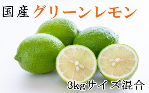 【産直】和歌山産グリーンレモン約3kg(サイズ混合) ※2025年10月中旬〜2025年11月中旬頃に順次発送 / 果物 くだもの フルーツ レモン 国産 柑橘 お酒 酒【tec506A】和歌山県紀美野町14000果物・