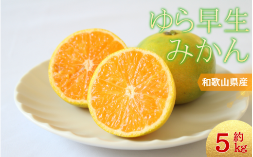 【10月からお届け!】\光センサー選別/\農家直送/甘くて濃厚!希少品種 ご家庭用 ゆら早生みかん 約5kg サイズ混合 ※2025年10月末で申込締切 /ミカン 蜜柑 柑橘 フルーツ くだもの