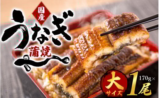 【大型サイズ】ふっくら柔らか 国産うなぎ蒲焼き 1尾 約2人前 化粧箱入/うなぎ ウナギ 鰻 うなぎ蒲焼 国産【uot714A】和歌山県紀美野町14000魚介・海産物うなぎ