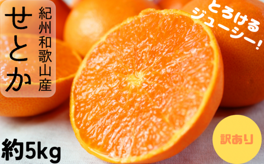 【ご家庭用訳あり】紀州和歌山産 せとか 約5kg 先行予約 みかん ※2026年2月上旬頃〜2026年3月中旬頃発送予定(お届け日指定不可) / みかん 蜜柑 フルーツ 果物 くだもの 【uot748A】和歌山県紀
