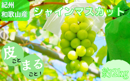 【先行予約】紀州和歌山産 シャインマスカット 約2kg ※2026年8月下旬頃〜2026年9月上旬頃に順次発送 ※日付指定不可 ぶどう ブドウ 葡萄 マスカット 果物 くだもの フルーツ 人気 旬の果物【u