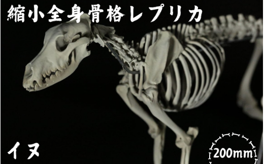 【イヌ 】 縮小 全身骨格レプリカ    /    レプリカ 標本 コレクション プラモデル 動物標本 頭骨レプリカ 犬  フィギュア インテリア 模型 動物 博物館 骨格 頭蓋骨 ミニチュア 3Dプリント 【an