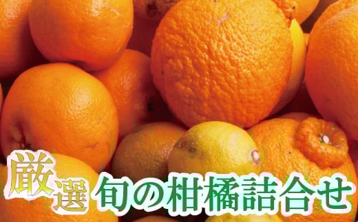 <1月より発送>厳選 柑橘詰合せ7.5kg+250g(傷み補償分)【有田の春みかん詰め合わせ・フルーツ詰め合せ・オレンジつめあわせ】【光センサー選別】【ikd042D】和歌山県紀美野町24000果物・フ