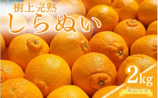 【先行予約】希少な樹上完熟 しらぬい(不知火) 秀品大玉 約2kg(6個)  2026年2月末〜2026年4月中旬頃に順次発送予定(お届け日指定不可)/ 和歌山 みかん しらぬい 不知火 フルーツ 柑橘 蜜