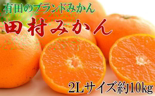 【ブランドみかん】田村みかん 約10kg (2Lサイズ)★2025年11月下旬〜2025年12月下旬頃より順次発送 / 果物 くだもの フルーツ 蜜柑 みかん 【tecj1012】和歌山県紀美野町16000果物・フルーツみかん