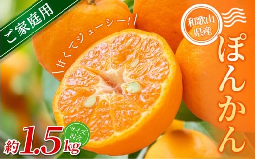 【ご家庭用】手選別 ぽんかん 約1.5kg 和歌山県産 2S~2Lサイズ混合※2026年1月上旬〜2月上旬頃に順次発送【mrmt011】和歌山県紀美野町6000果物・フルーツみかん・柑橘類