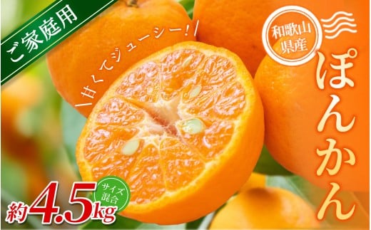 【ご家庭用】手選別 ぽんかん 約4.5kg 和歌山県産 2S~2Lサイズ混合※2026年1月上旬〜2月上旬頃に順次発送【mrmt012】和歌山県紀美野町10000果物・フルーツみかん・柑橘類