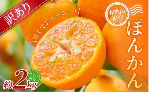 【訳あり】手選別 ぽんかん 約2kg 和歌山県産 2S~2Lサイズ混合※2026年1月上旬〜2月上旬頃に順次発送【mrmt013】和歌山県紀美野町6000果物・フルーツみかん・柑橘類
