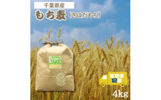 <毎月定期便>食物繊維たっぷりの「もち麦」(きはだもち) 4kg 千葉県横芝光町産全12回【4056806】千葉県横芝光町140000米・パン玄米・雑穀米・もち米・餅