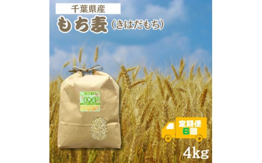 <毎月定期便>食物繊維たっぷりの「もち麦」(きはだもち) 4kg 千葉県横芝光町産全6回【4056807】千葉県横芝光町70000米・パン玄米・雑穀米・もち米・餅