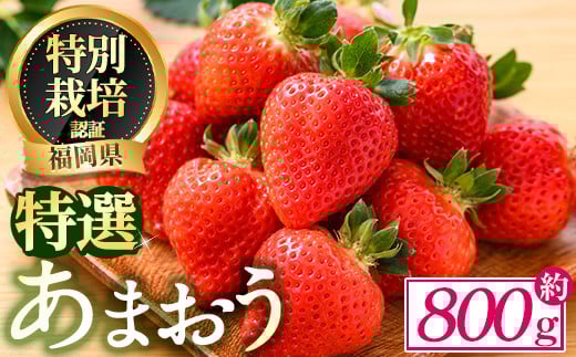 <予約受付中!2025年12月中旬より順次発送予定>特選あまおう(約800g)  苺 いちご イチゴ 国産 福岡県 果物 フルーツ ヨーグルト ジャム スムージー 冷蔵 特別栽培<離島配送不可>【ksg1319】