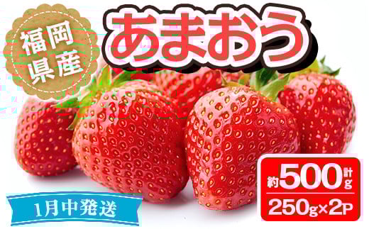 <先行予約受付中!先行予約受付中!2026年1月より順次発送予定>福岡県産 あまおう(計約500g・250g×2P)いちご 苺 フルーツ 果物 くだもの 冷蔵 <離島配送不可>【ksg1489】【エフビーネット】