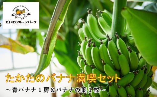 【東北育ちの南国フルーツ】 たかたのバナナ満喫セット 青バナナ 20本前後 バナナの葉付き 【 バナナ 房ごと 品種おまかせ 知育 フルーツ 陸前高田市産 だいわフルーツパーク 】 RT2271岩手