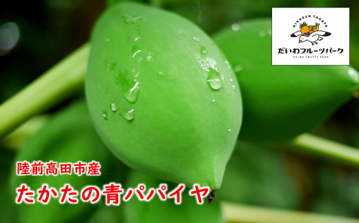青パパイヤ 約2kg (目安:3〜4個)【 パパイヤ 新鮮 野菜 炒め物 農薬不使用 】 岩手県 陸前高田市産岩手県陸前高田市21000野菜・きのこその他 野菜