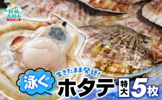 【先行予約 期間限定 】 生きたまま発送 泳ぐホタテ 特大サイズ5枚 【 ほたて 帆立 殻付 新鮮 海鮮 ヤマキイチ商店 こだわり 】令和7年5月〜発送開始岩手県陸前高田市15000魚介・海産物貝類
