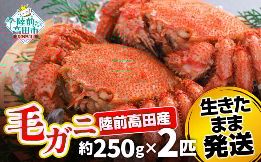 【毛ガニ 約250g×2匹】 陸前高田産 毛ガニ 生きたまま発送! 【 かに カニ 魚介類 旬 鮮度抜群 産地直送 三陸産 】岩手県陸前高田市18000魚介・海産物カニ