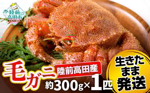 【毛ガニ 約300g×1匹】 陸前高田産 毛ガニ 生きたまま発送! 【 かに カニ 魚介類 旬 鮮度抜群 産地直送 三陸産 】岩手県陸前高田市16000魚介・海産物カニ