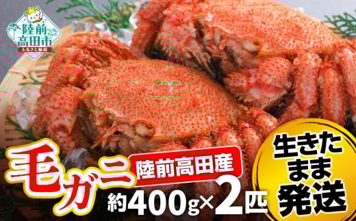 【毛ガニ 約400g×2匹】 陸前高田産 毛ガニ 生きたまま発送! 【 かに カニ 魚介類 旬 鮮度抜群 産地直送 三陸産 】岩手県陸前高田市37000魚介・海産物カニ