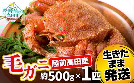 【毛ガニ 約500g×1匹】 陸前高田産 毛ガニ 生きたまま発送! 【 かに カニ 魚介類 旬 鮮度抜群 産地直送 三陸産 】岩手県陸前高田市28000魚介・海産物カニ
