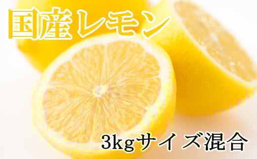 【産直】和歌山産レモン約3kg(サイズ混合)★2026年3月中旬頃より順次発送【TM150】和歌山県上富田町12000果物・フルーツみかん・柑橘類